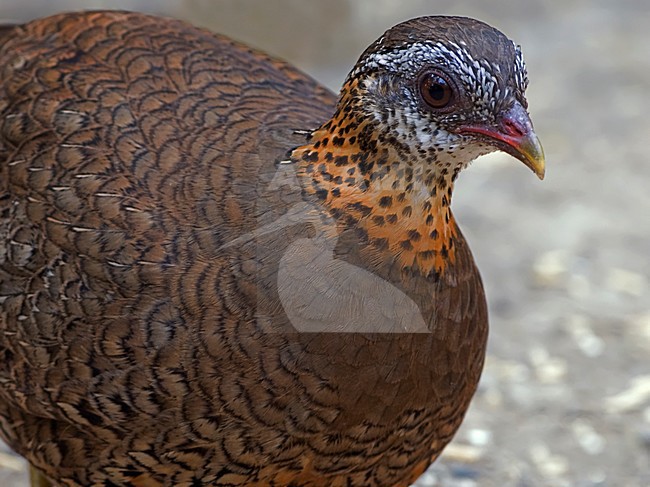 Groenpoot-bospatrijs close-up, Scaly-breasted Partridge close-up stock-image by Agami/Alex Vargas,