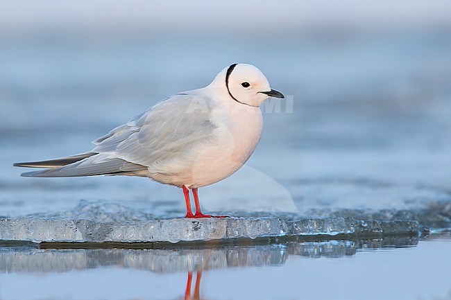 Adult Ross's Gull (Rhodostethia rosea ) in breeding plumage standing on ice on the edge of an arctic tundra pond near Barrow in northern Alaska, United States. stock-image by Agami/Dubi Shapiro,