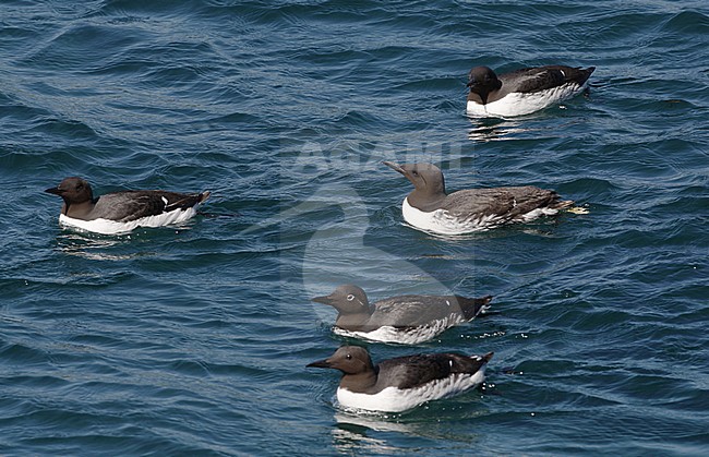 Common Guillemot, Uria aalge, at Varanger, Norway stock-image by Agami/Helge Sorensen,