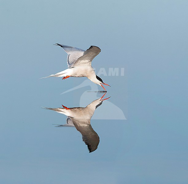 Adult Common Tern (Sterna hirundo) flying over saltpans near Skala Kalloni on the island of Lesvos, Greece. stock-image by Agami/Marc Guyt,
