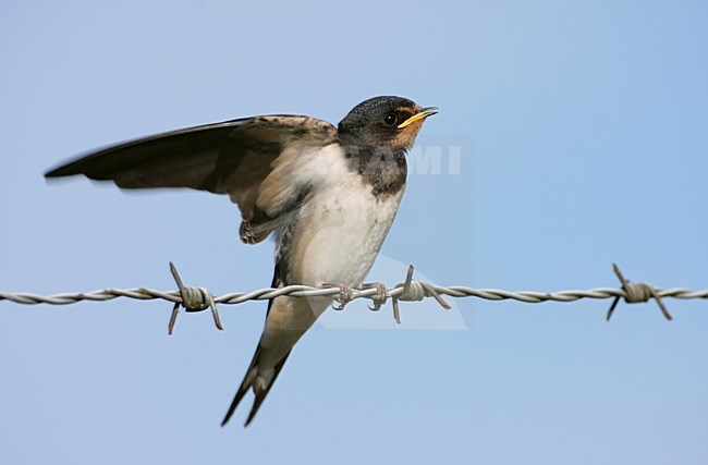 Boerenzwaluw vleugels uit; Barn Swallow juvenile wings wide stock-image by Agami/Reint Jakob Schut,