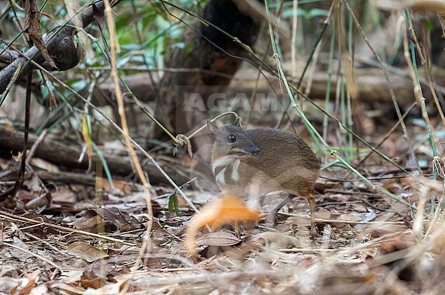 Lesser mouse-deer (Tragulus kanchil) in Vietnam. Also knonw as lesser Malay chevrotain, or kanchil. One of the smallest known hoofed mammals. stock-image by Agami/Pete Morris,