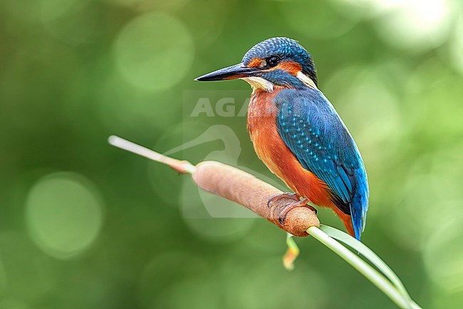Common Kingfisher, Alcedo atthis, perched in Italy. stock-image by Agami/Daniele Occhiato,