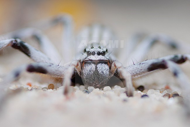 Huntsman Spider (Eusparassus perezi ) taken the 23/02/2023 at Sharqiya Sands - Oman stock-image by Agami/Nicolas Bastide,