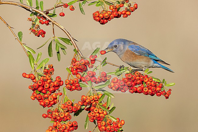 Adult male
Santa Barbara Co., CA
November 2021 stock-image by Agami/Brian E Small,