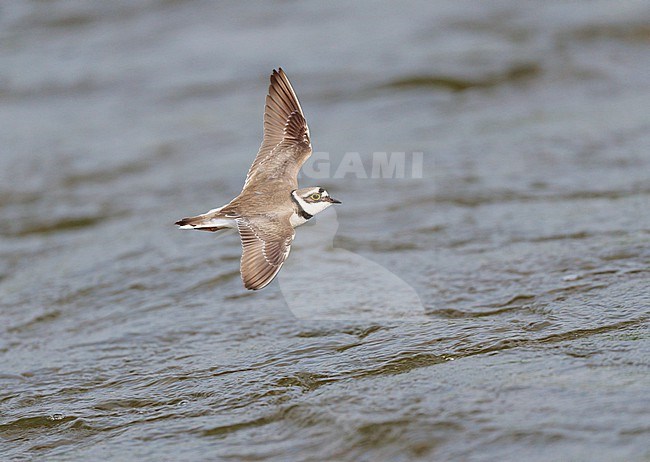 Little Ringed Plover (Charadrius dubius) flying, migrating low over water, showing upperside stock-image by Agami/Ran Schols,