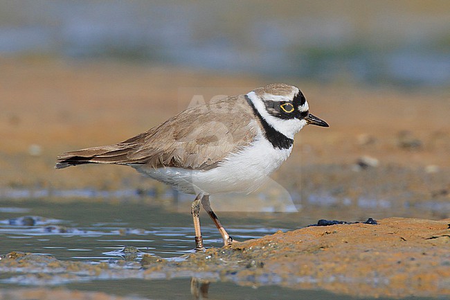 Little Ringed Plover (Charadrius dubius) taken the 02/04/2022 at Hyères - France. stock-image by Agami/Nicolas Bastide,