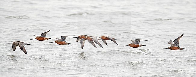 Eastern Bar-tailed Godwit (Limosa lapponica baueri or menzbieri) on Happy Island, China, during spring migration. stock-image by Agami/Markus Varesvuo,