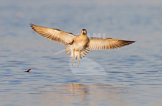Kemphaan, Ruff, Philomachus pugnax stock-image by Agami/Menno van Duijn,