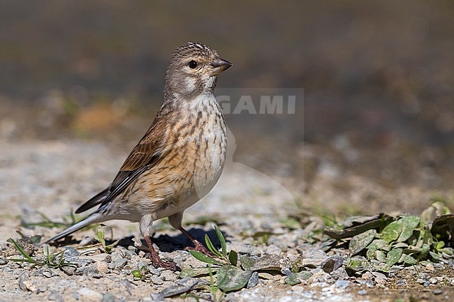 Linnet; Carduelis cannabina bella stock-image by Agami/Daniele Occhiato,