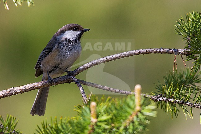 Grey-headed Chickadee (Poecile cinctus lapponicus), adult standing on a branch, Kuusamo, Lappland, Finland stock-image by Agami/Saverio Gatto,