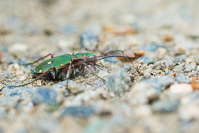 Cicindela campestris - Green tiger beetle - Feld-Sandlaufkäfer, Russia (Jekaterinburg), imago stock-image by Agami/Ralph Martin,