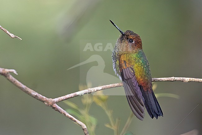 Greenish Puffleg (Haplophaedia aureliae) at ProAves Chestnut-capped Piha Reserve, Anorí, Antioquia, Colombia. stock-image by Agami/Tom Friedel,