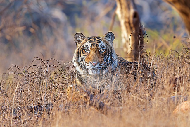 Bengal Tiger, Panthera tigris tigris, in India. stock-image by Agami/Dani Lopez-Velasco,