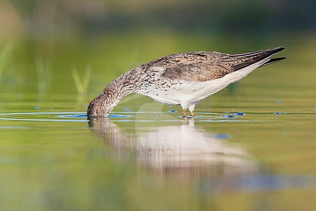 Greenshank (Tringa nebularia), side view of an adult looking for food in a swamp, Campania, Italy stock-image by Agami/Saverio Gatto,