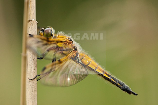 Viervlek, Libellula quadrimaculata stock-image by Agami/Wil Leurs,