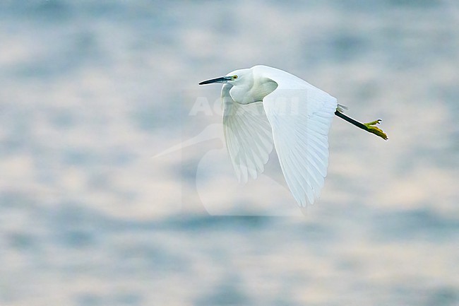Little Egret (Egretta garzetta) flying, with the sea as background. stock-image by Agami/Sylvain Reyt,
