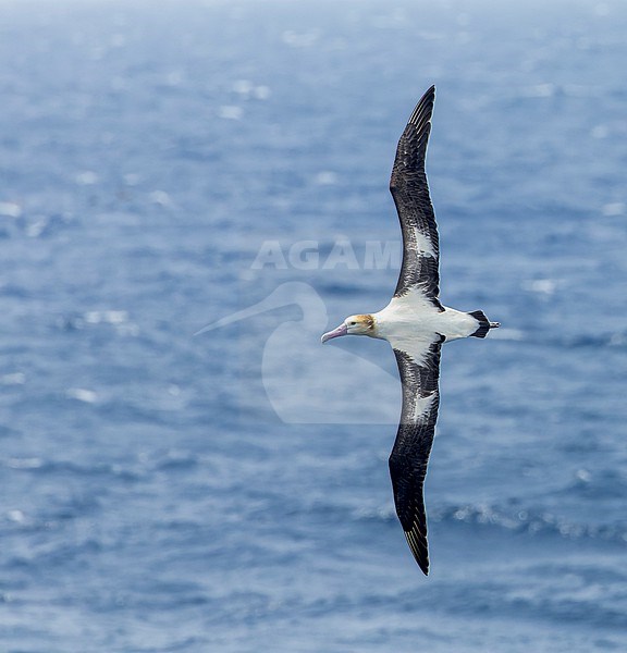 Adult Short-tailed Albatross (Phoebastria albatrus) at sea off Torishima island, Japan. Also known as Steller's albatross. stock-image by Agami/Marc Guyt,