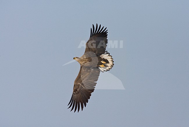 Zeearend, White-tailed Eagle, Haliaeetus albicilla stock-image by Agami/Marc Guyt,
