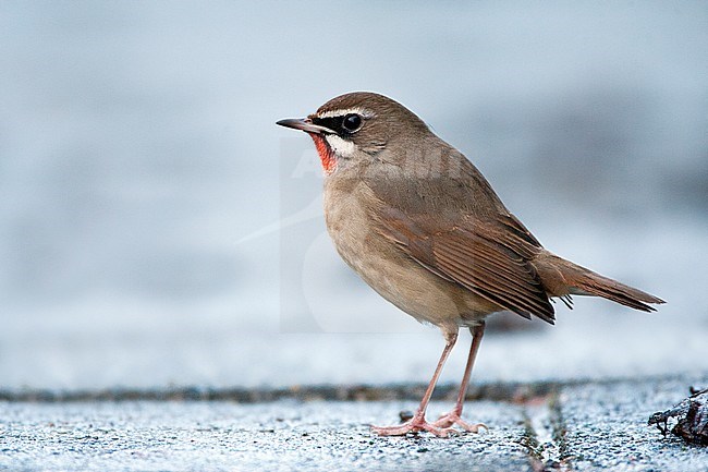 2e winter man Roodkeelnachtegaal in Hoogwoud; Second winter Siberian Rubythroat (Luscinia calliope), first record for the Netherlands stock-image by Agami/Marc Guyt,