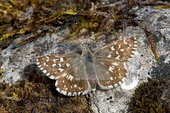 Aardbeivlinder / Grizzled Skipper (Pyrgus malvae) stock-image by Agami/Wil Leurs,