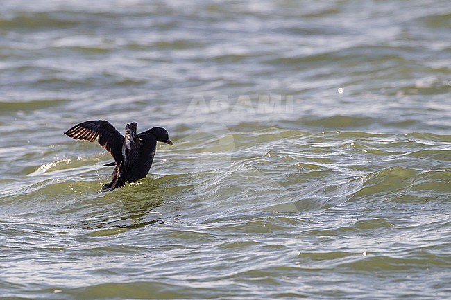 Common Scoter, Melanitta nigra adult male swimming in waves in with reflection of sun bird flapping wings and head pointed down. stock-image by Agami/Menno van Duijn,