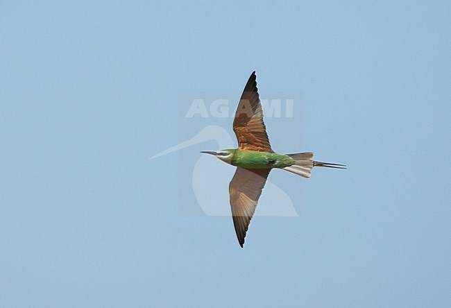 Groene Bijeneter vliegend; Blue-cheeked Bee-eater flying stock-image by Agami/Roy de Haas,