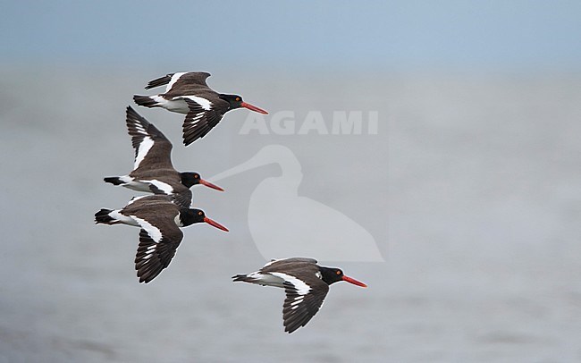 American Oystercatcher (Haematopus palliatus), in flight at Stone Harbor, New Jersey, USA stock-image by Agami/Helge Sorensen,