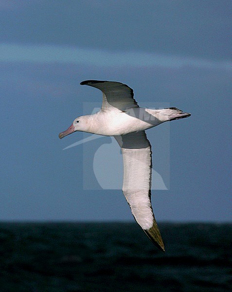 Critically endangered Tristan Albatross (Diomedea dabbenena) in flight at sea off Gough island. stock-image by Agami/Marc Guyt,