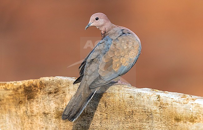 Egyptian Laughing Dove (Streptopelia senegalensis aegyptiaca) perched on a wall in Shams Alam Resort, Shams Alam, Egypt. stock-image by Agami/Vincent Legrand,