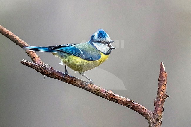 Blue Tit singing on branch in Brussels, Belgium. April 2017. stock-image by Agami/Vincent Legrand,