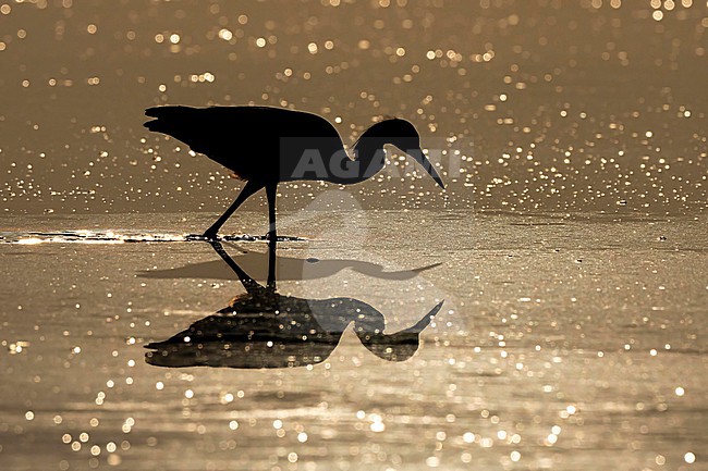 Snowy Egret (Egretta thula) hunting in morning light in Florida USA. stock-image by Agami/Marcel Burkhardt,