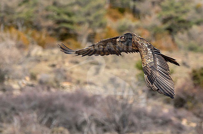 Immature Lammergeier (Gypaetus barbatus) in the Spanish Pyrenees. Also known as Bearded Vulture. stock-image by Agami/Onno Wildschut,