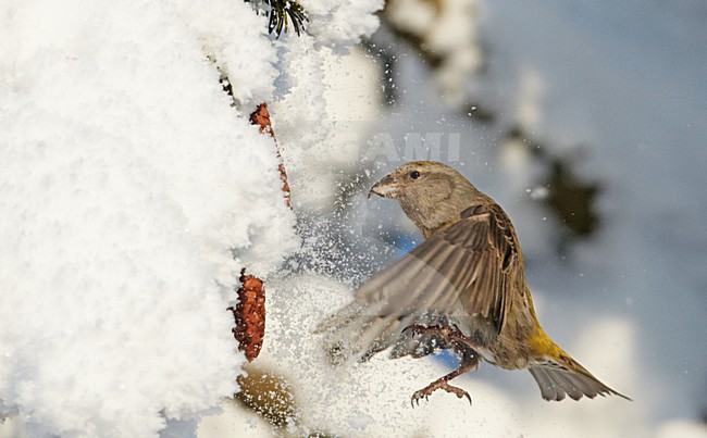 Mannetje Kruisbek in de winter;  Male Red Crossbill in winter stock-image by Agami/Markus Varesvuo,