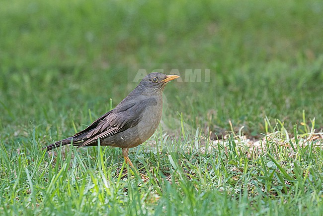 Karoo Thrush (Turdus smithi) in South Africa. stock-image by Agami/Pete Morris,