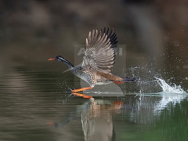 Side view of African Finfoot (Podica senegalensis) taking flight. Gambia stock-image by Agami/Markku Rantala,