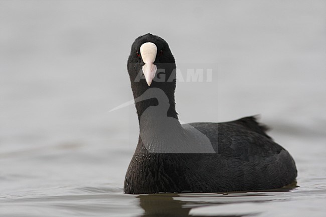 Meerkoet in water; Eurasian Coot in water stock-image by Agami/Chris van Rijswijk,