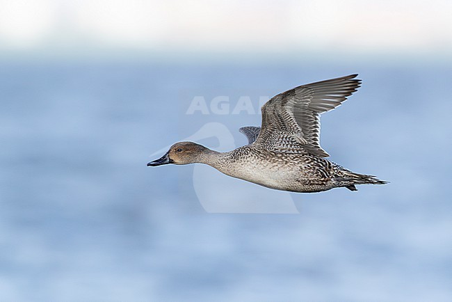 First winter or immature female Northern Pintail (Anas acuta) in flight stock-image by Agami/Mathias Putze,