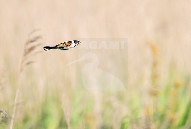 Adult male Iberian Reed Bunting (Emberiza schoeniclus witherbyi) in reed bed in north-western Spain. Endangered subspecies endemic to Spain. stock-image by Agami/Marc Guyt,