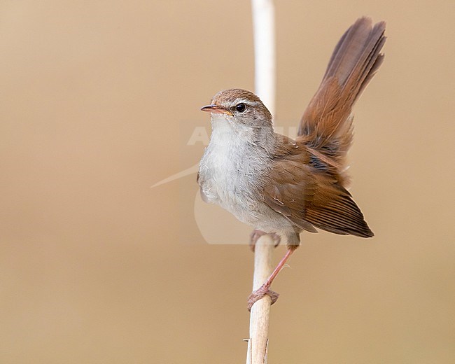 Cetti's Warbler (Cettia cetti), adult displaying from a reed, Campania, Italy stock-image by Agami/Saverio Gatto,