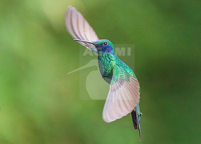 Sparkling Violetear (Colibri coruscans) stock-image by Agami/Lennart Verheuvel,