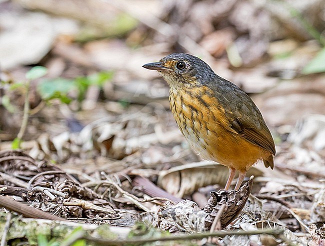Thicket Antpitta (Myrmothera dives) in Costa Rica. stock-image by Agami/Pete Morris,