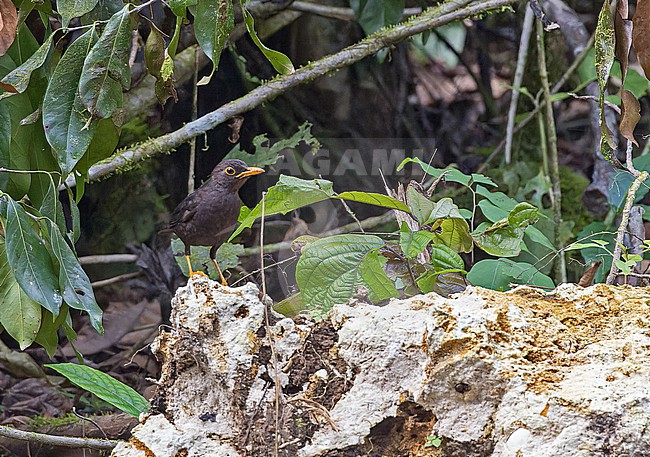 Rennell Island Thrush (Turdus vanikorensis rennellianus) on Rennell Island, locally known as Mugaba, in the southern part of the Solomon Islands. Part of Vanikoro Island Thrush (Turdus vanikorensis) complex. stock-image by Agami/Pete Morris,
