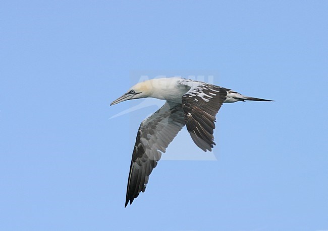 Jan van gent in vlucht; Northern Gannet in flight stock-image by Agami/Reint Jakob Schut,