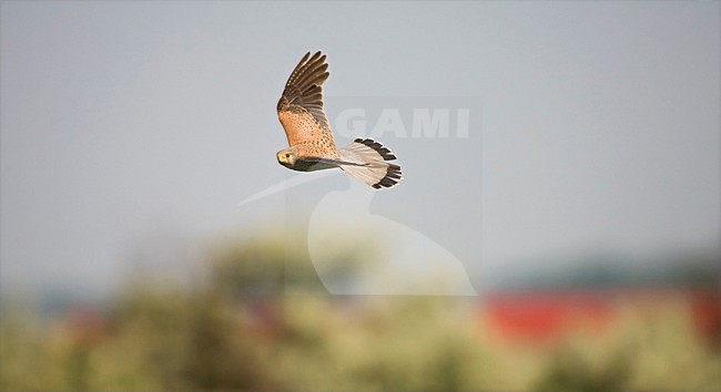 Mannetje Torenvalk in de vlucht; Male Common Kestrel in flight stock-image by Agami/Marc Guyt,