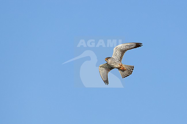  stock-image by Agami/Mathias Putze,