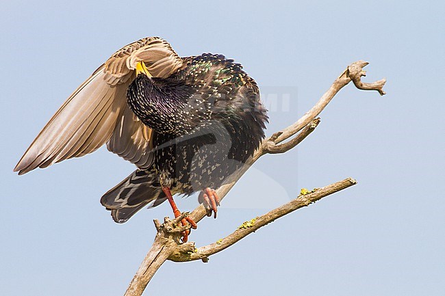 Eurasian Starling, Sturnus vulgaris adult, presumable female, perched on dead branch in sun stock-image by Agami/Menno van Duijn,