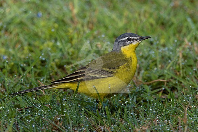 Gele Kwikstaart; Yellow Wagtail stock-image by Agami/Daniele Occhiato,