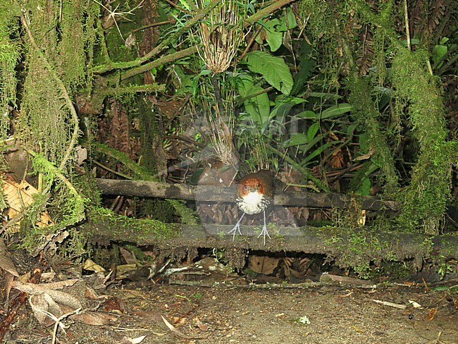Chestnut-crowned Antpitta (Grallaria ruficapilla) in understory of subtropical montane rain forest in Rio Blanco reserve, central Andes valley in Colombia. stock-image by Agami/Marc Guyt,