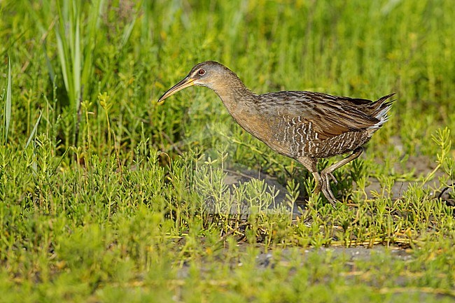 Adult Clapper Rail (Rallus crepitans) walking right out in the open in coastal salt marsh in Galveston Co., Texas, USA. stock-image by Agami/Brian E Small,